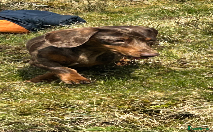 Miniature Dachshund dogs Beautiful best of breed litter - Advert 2