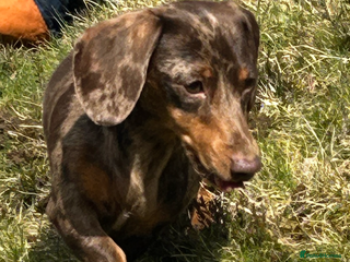 Miniature Dachshund dogs for sale: Beautiful best of breed litter - Advert 1