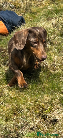 Miniature Dachshund dogs Beautiful best of breed litter - Advert 1