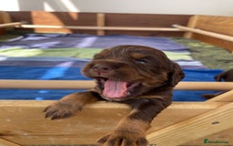 Cocker Spaniel dogs for sale:  KC Registered Working Cocker Spaniel Puppies - Image 38