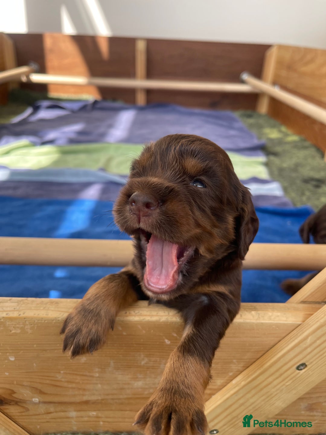 Cocker Spaniel dogs for sale:  KC Registered Working Cocker Spaniel Puppies - Image 38