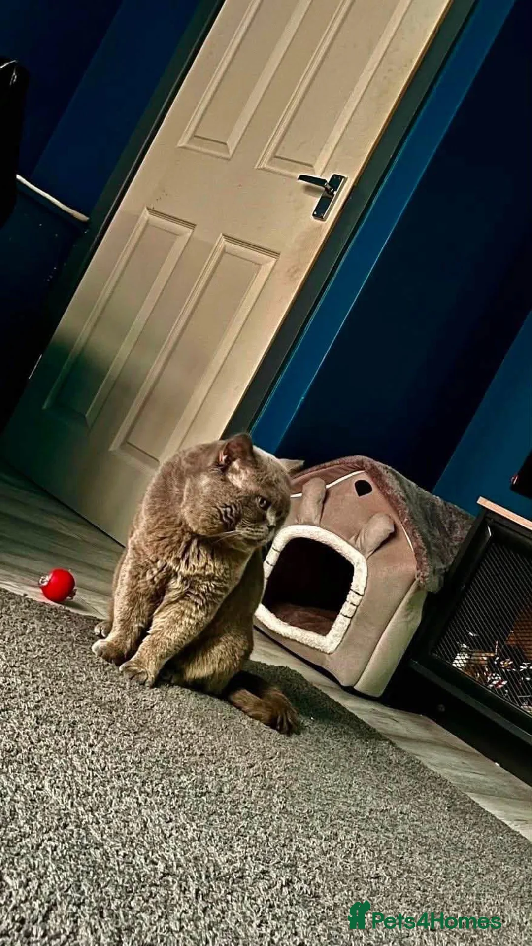 British Shorthair cats for sale: British short hair  - Advert 2