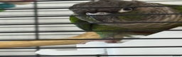 Conures birds for sale: Kewi… - Advert 1
