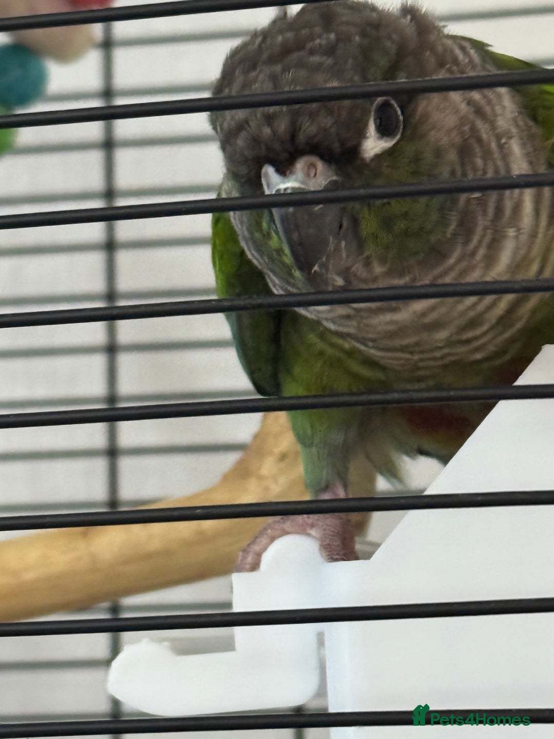 Conures birds for sale: Kewi… - Advert 1