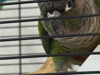 Conures birds Kewi… - Advert 1