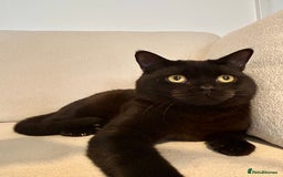 British Shorthair cats for sale: Ready to go pure breed British shorthair kittens - Image 16