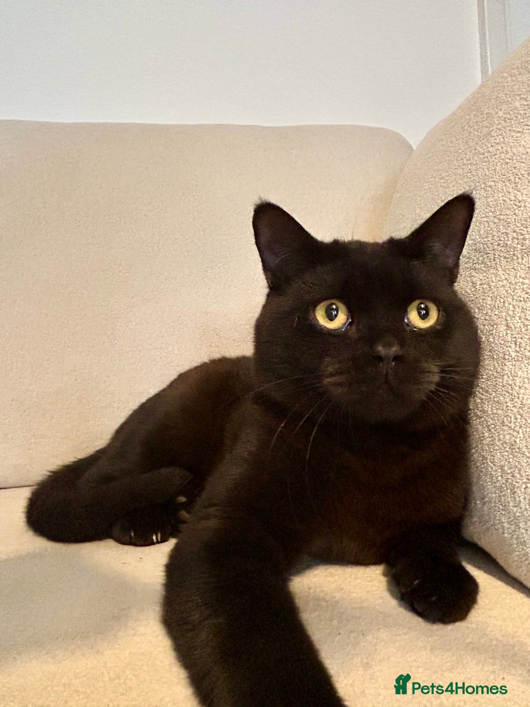 British Shorthair cats for sale: Ready to go pure breed British shorthair kittens - Image 16