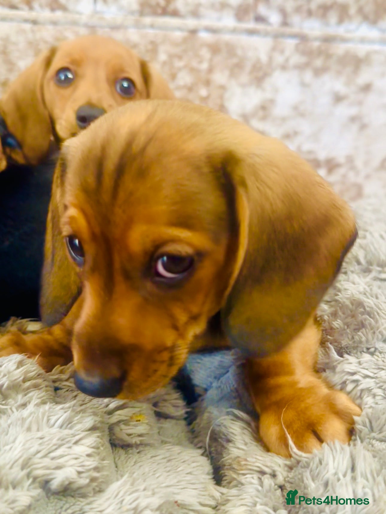 Miniature Dachshund dogs READY NOW✅ PASSED ALL HEALTH TEST 5 stars 🌟 ✅ - Advert 3