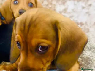Miniature Dachshund dogs READY NOW✅ PASSED ALL HEALTH TEST 5 stars 🌟 ✅ - Advert 3