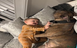 Mixed Breed dogs for sale: Hiya my name is tank - Advert 5