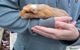 Guinea Pig rodents for sale: 4 Guinea pigs  - Image 4