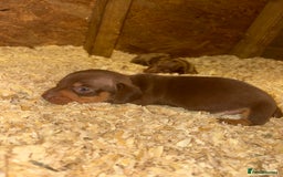Miniature Dachshund dogs for sale: 🩵😍miniature daschund boy puppy🩵😍 - Image 1