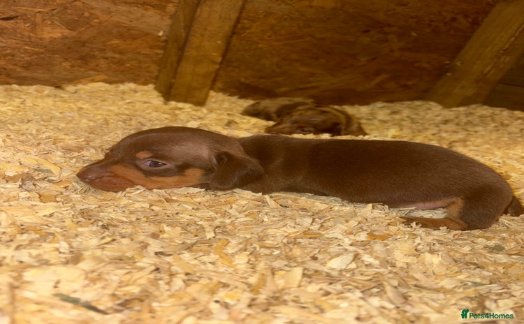 Miniature Dachshund dogs - Advert 3