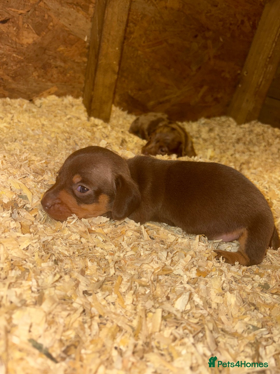 Miniature Dachshund dogs for sale: 🩵😍miniature daschund boy puppy🩵😍 - Image 1