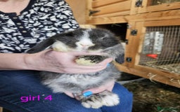 Mini Lop rabbits for sale: 8 mini lops forsale £50 each  - Image 3