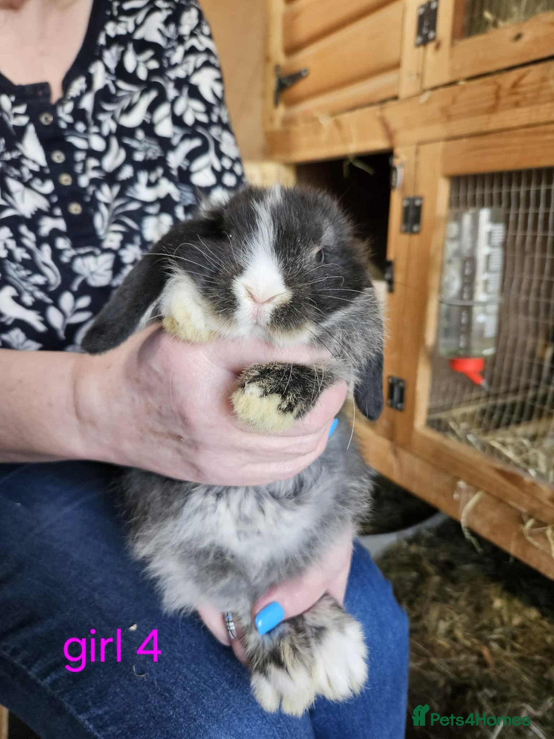 Mini Lop rabbits for sale: 8 mini lops forsale £50 each  - Image 3