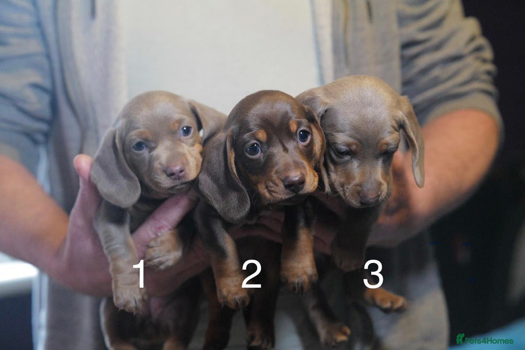 Miniature Dachshund dogs for sale: Adorable KC Registered Miniature Dachshund Puppies - Advert 1