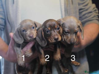 Miniature Dachshund dogs Adorable KC Registered Miniature Dachshund Puppies - Advert 6