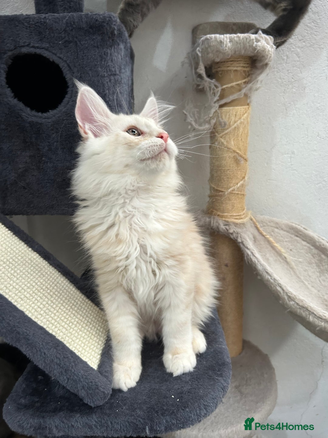 Maine Coon cats for sale: Pedigree TICA Registered Maine Coon Kittens - Image 9