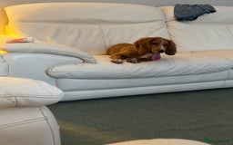 Cocker Spaniel dogs for sale: Beautiful 7month old pup looking for home  - Image 3