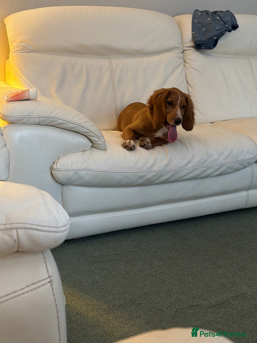 Cocker Spaniel dogs for sale: Beautiful 7month old pup looking for home  - Image 3