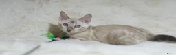 Bengal cats for sale: Ready to Leave TICA Registered Snow Bengal Girl  - Advert 10