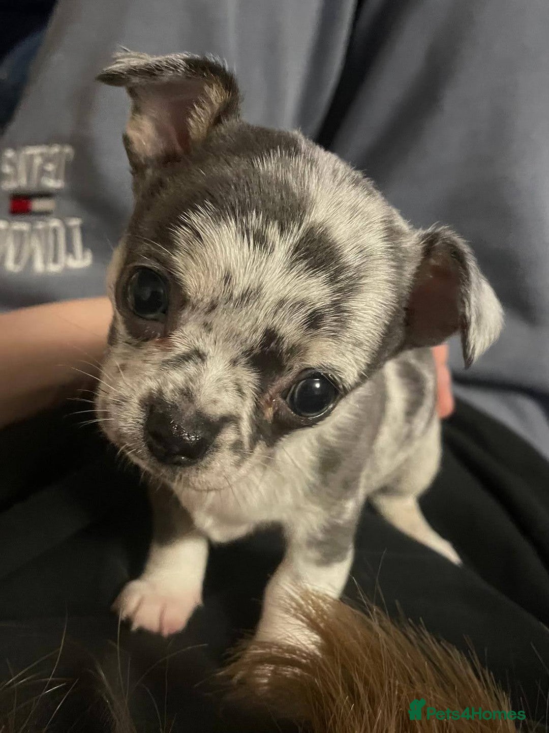 Mixed Breed dogs for sale: Chihuahua with a bit of French Bulldog puppies - Advert 11