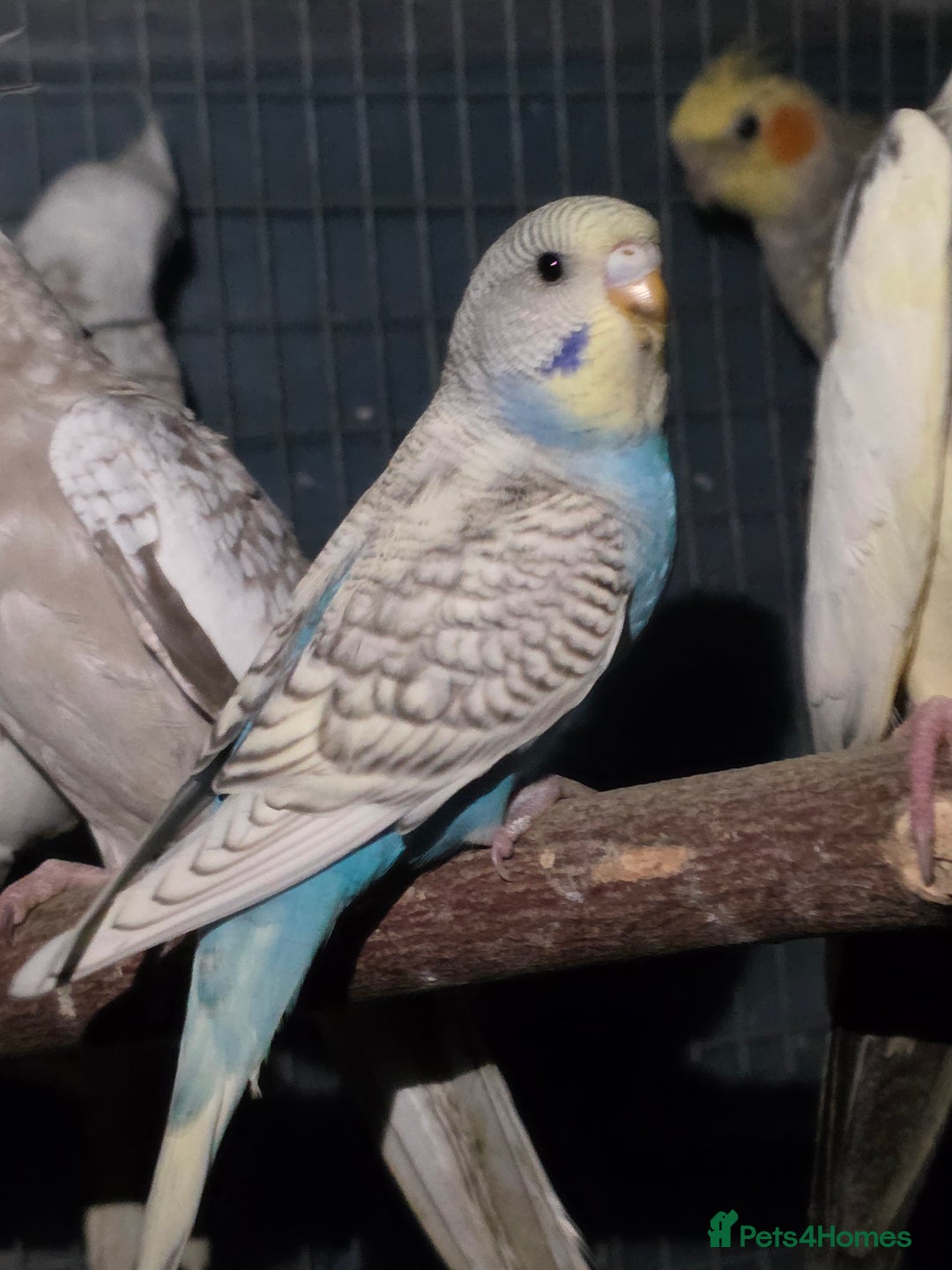 Budgerigars birds for sale: Silly hand tamed baby budgies for sale  - Advert 11