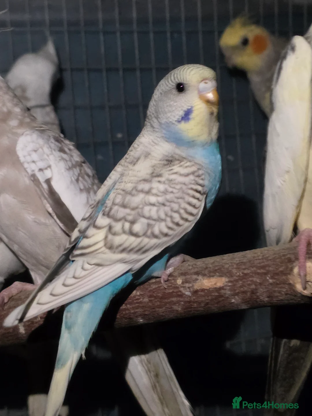Budgerigars birds for sale: Silly hand tamed baby budgies for sale  - Advert 11
