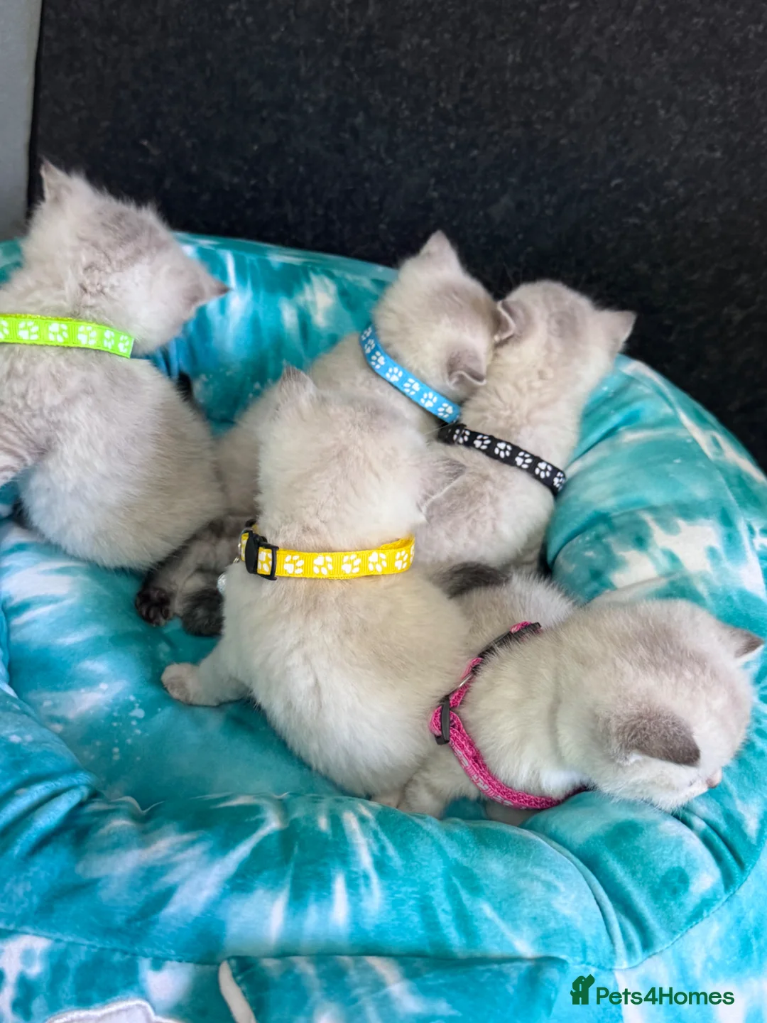 British Shorthair cats for sale: Fluffy Silver BSH kittens - Advert 2