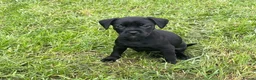 Mixed Breed dogs for sale: Mastiff / Frenchie X patterdale terrier  in Leicester - Advert 3