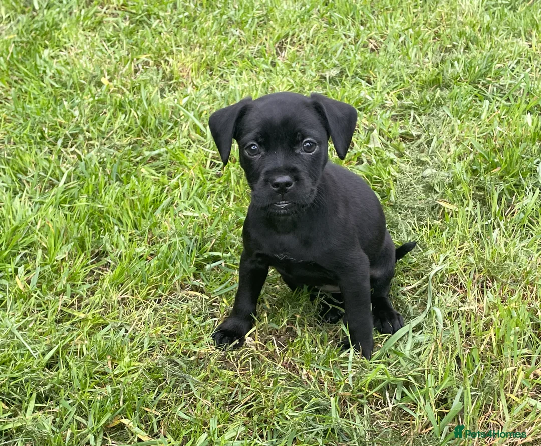 Mixed Breed dogs for sale: Mastiff / Frenchie X patterdale terrier  in Leicester - Advert 3