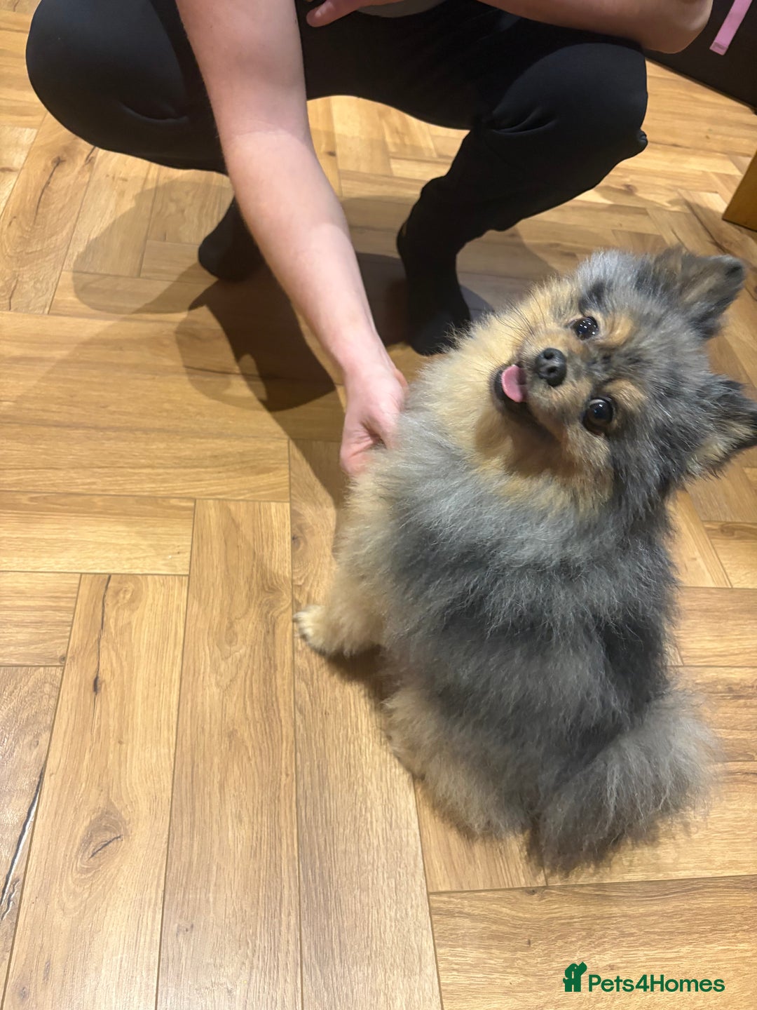 Pomeranian dogs for stud: Pomeranian for stud  - Advert 2