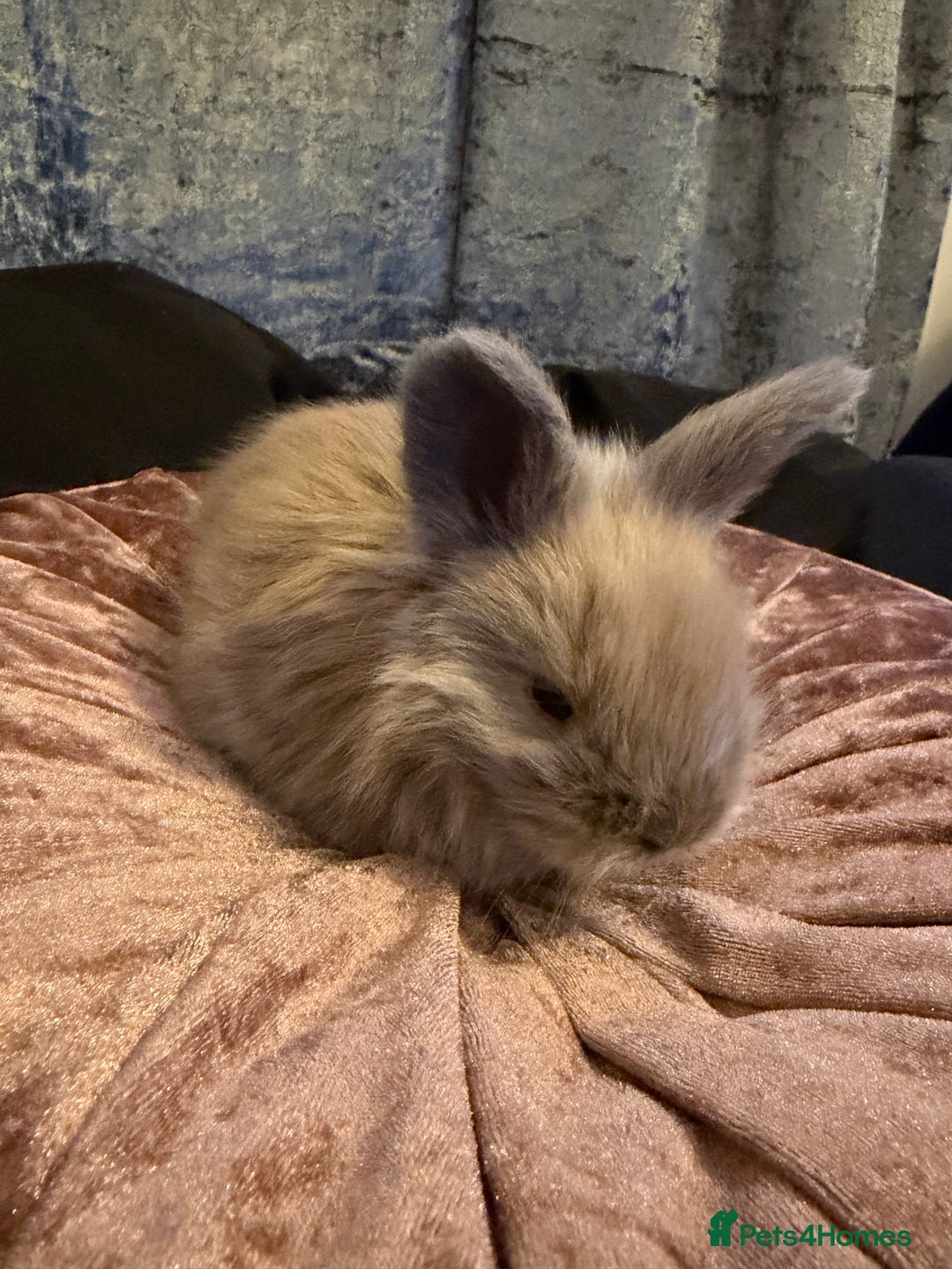 Angora rabbits for sale: Beautiful baby angora rabbits available  - Advert 7