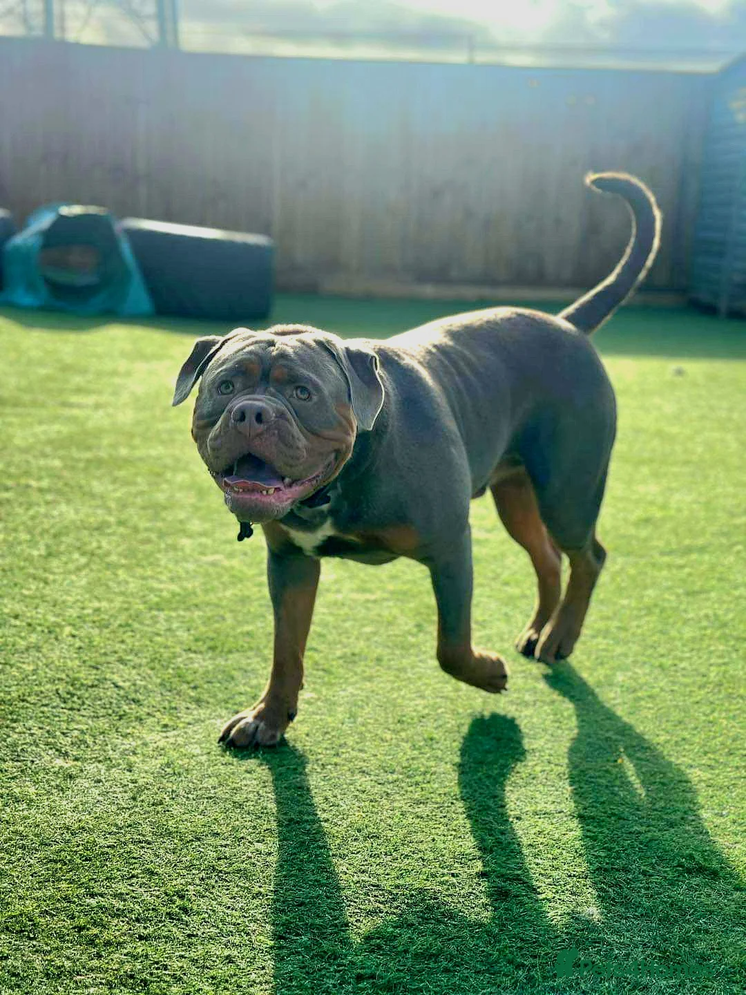 Olde English Bulldogge dogs for stud: Olde English Bulldogge for Stud - Winston in Thetford - Advert 15