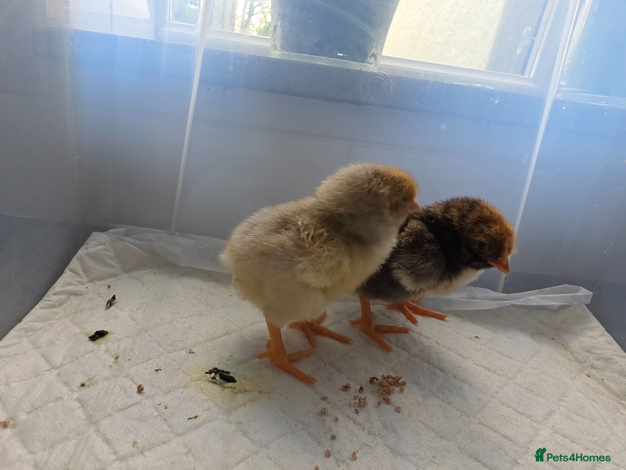 Chickens poultry 2 x LF laced wyandotte chicks - Advert 2