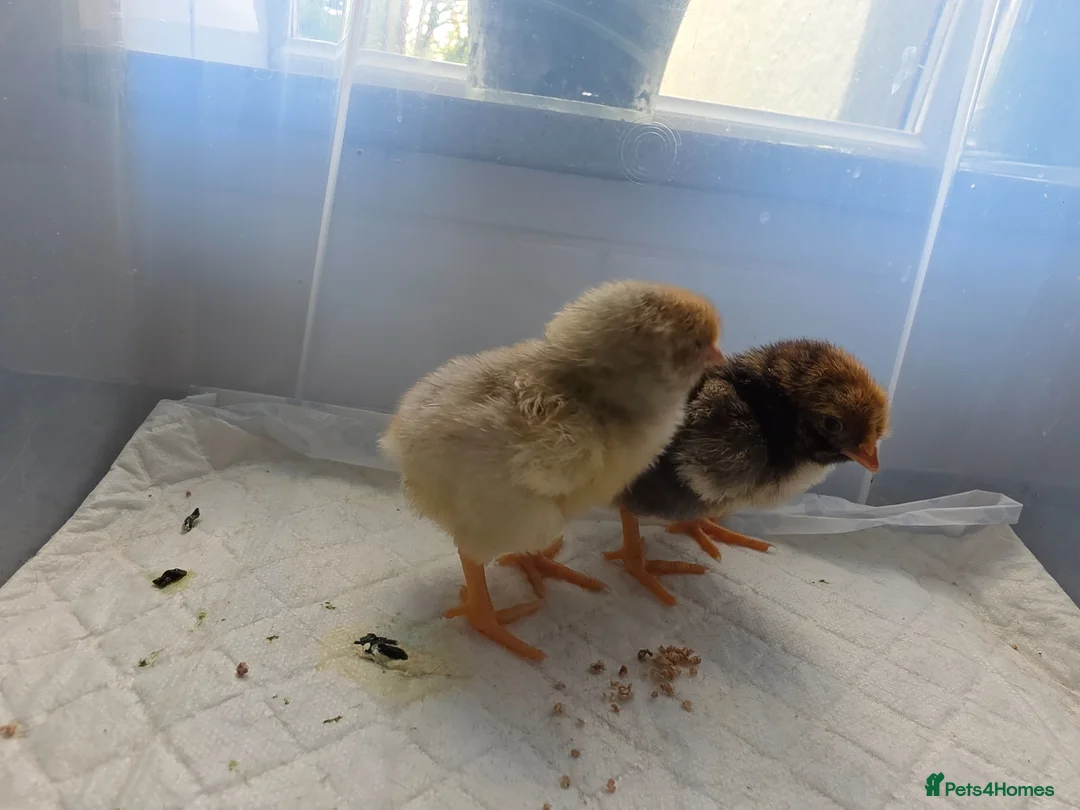 Chickens poultry for sale: 2 x LF laced wyandotte chicks - Advert 1