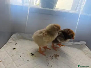 Chickens poultry 2 x LF laced wyandotte chicks - Advert 2