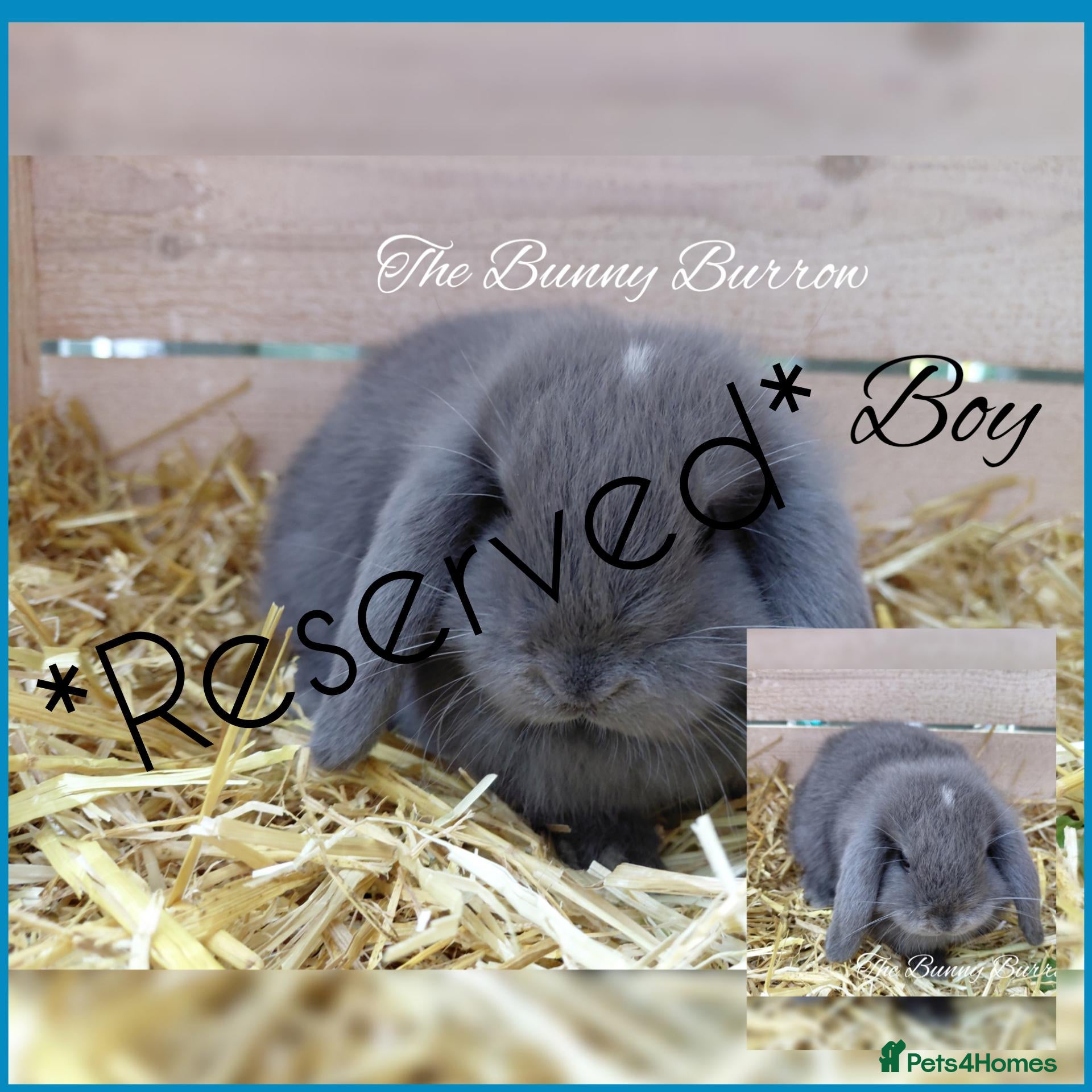Mini Lop rabbits for sale: Mini Lops  - Advert 20