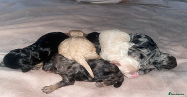 Cavapoo dogs - Advert 7