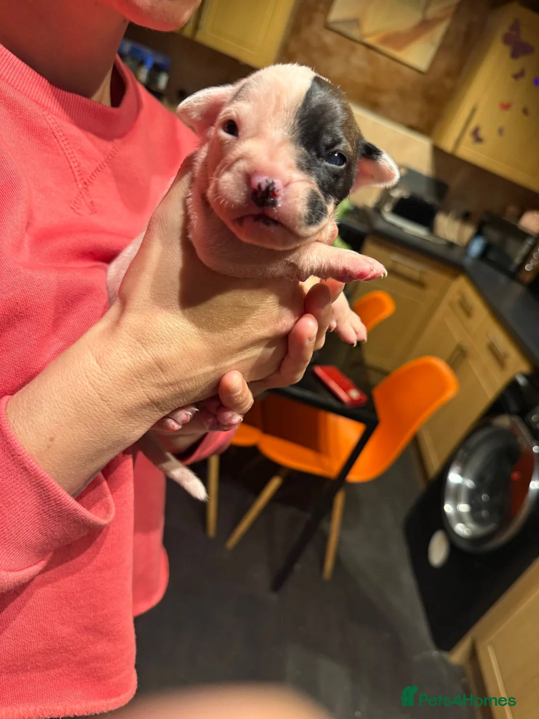 Bandog dogs for sale: American bulldog mi ** tiff (Bandog) in Blackpool - Advert 13