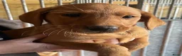 Labrador Retriever dogs for sale: Fox Red working Labrador puppies in Tamworth - Advert 4
