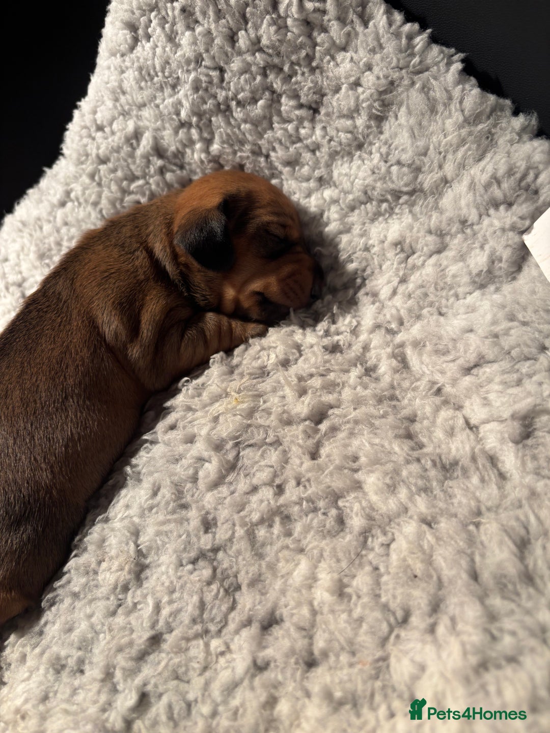 Miniature Dachshund dogs for sale: Miniature dachshund (1 girl left) - Advert 17