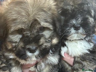 Havanese dogs KC Registered Havanese Puppies - Advert 3