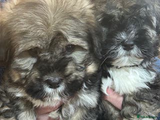 Havanese dogs KC Registered Havanese Puppies - Advert 3