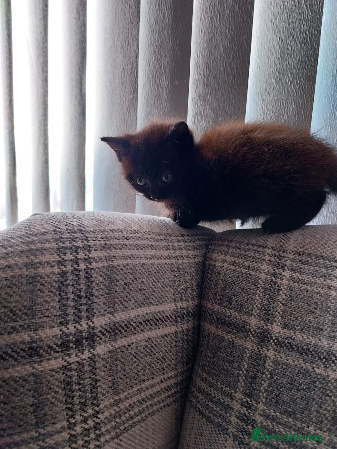 Mixed Breed cats for sale: Black female kitten - Advert 6