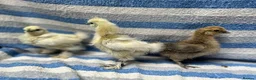Chickens poultry for sale: Silkie chickens - Advert 3