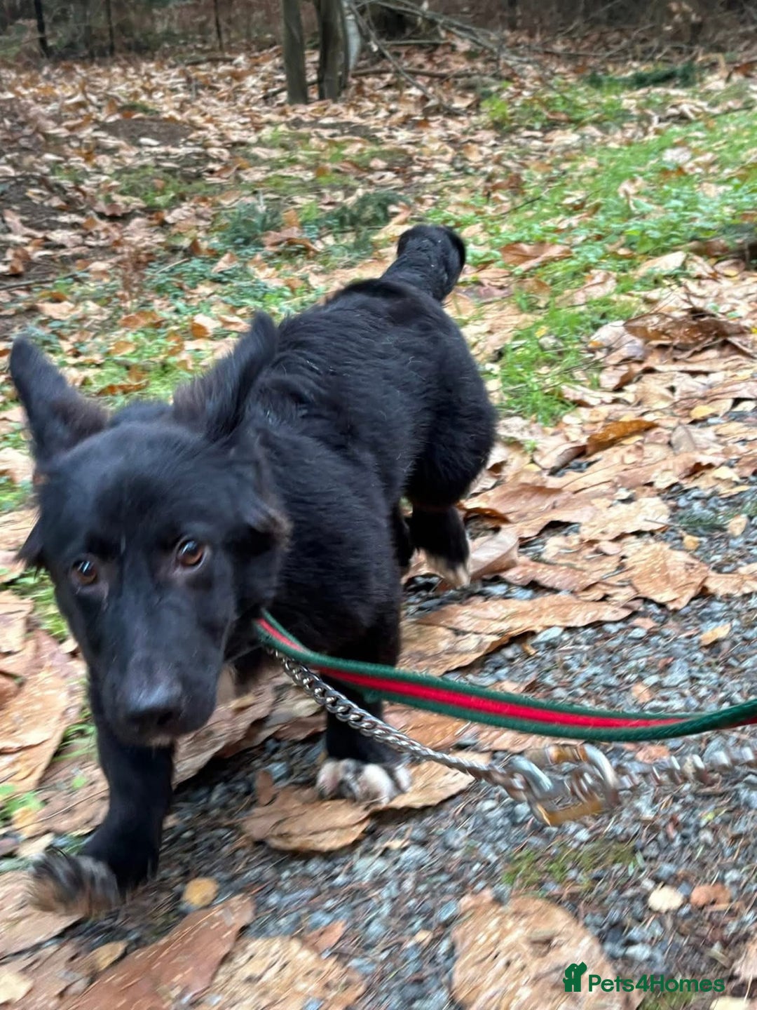 Mixed Breed dogs for adoption: Leo - Norwich Norfolk  - Advert 7