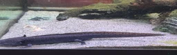 Axolotl reptiles for sale: Two Axolotyls and Full Tank Set-up - Advert 2