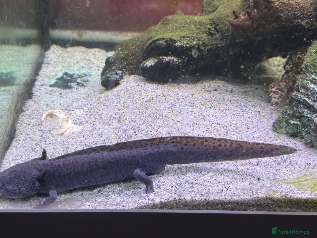 Axolotl reptiles for sale: Two Axolotyls and Full Tank Set-up - Advert 2